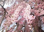 三春滝桜2010ﾀﾞｲｼﾞｪｽﾄ2010.4.21　2010 Miharu waterfall cherry blossoms digest